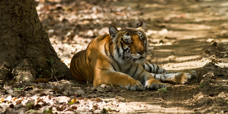 Corbett Kausani Ranikhet Nainital Tour