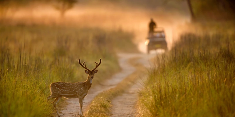 Mussoorie Nainital Corbett Tour
